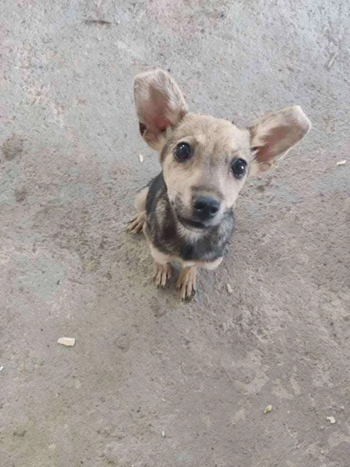 Cachorro ra a Sem raça idade 2 a 6 meses nome Pichula
