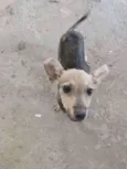 Pichula