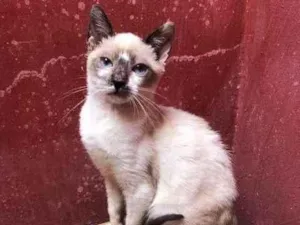 Gato raça SRD idade 2 a 6 meses nome Kika