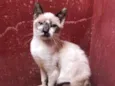 Gato raça SRD idade 2 a 6 meses nome Kika