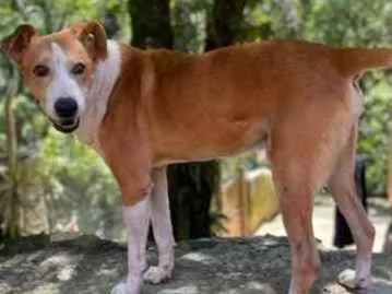 Cachorro raça SRD idade 1 ano nome Dog