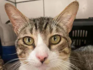 Gato raça  Srd idade 1 ano nome Chico