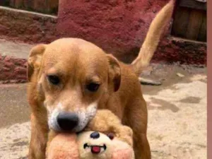 Cachorro raça  Srd idade  nome Lady