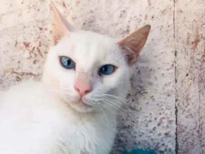 Gato raça  Srd idade 1 ano nome Cloud
