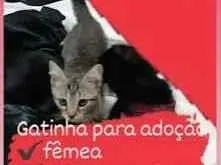 Gato raça SRD idade 2 a 6 meses nome -