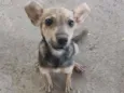 Pichula