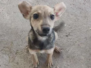 Cachorro raça Sem raça idade 2 a 6 meses nome Pichula
