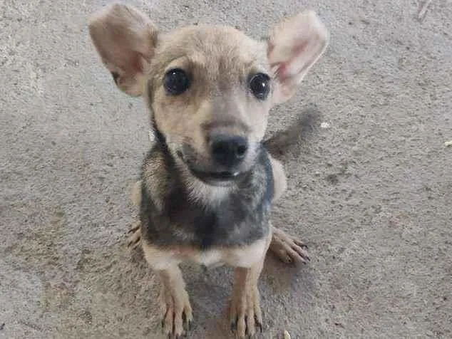 Cachorro ra a Sem raça idade 2 a 6 meses nome Pichula