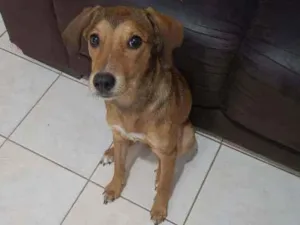 Cachorro raça Vira-lata idade 2 a 6 meses nome Pandora