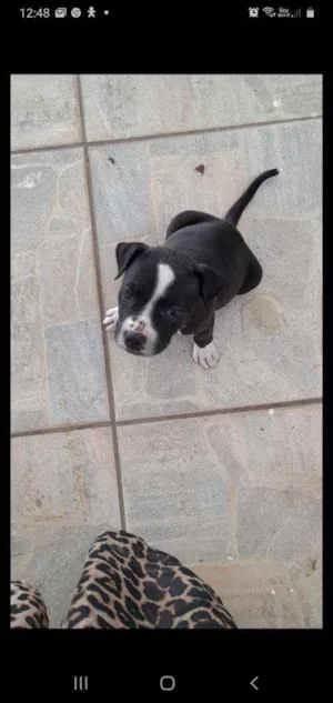 Cachorro raça American Bully idade Abaixo de 2 meses nome Pandora