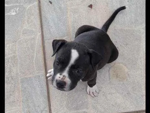 Cachorro raça American Bully idade Abaixo de 2 meses nome Pandora