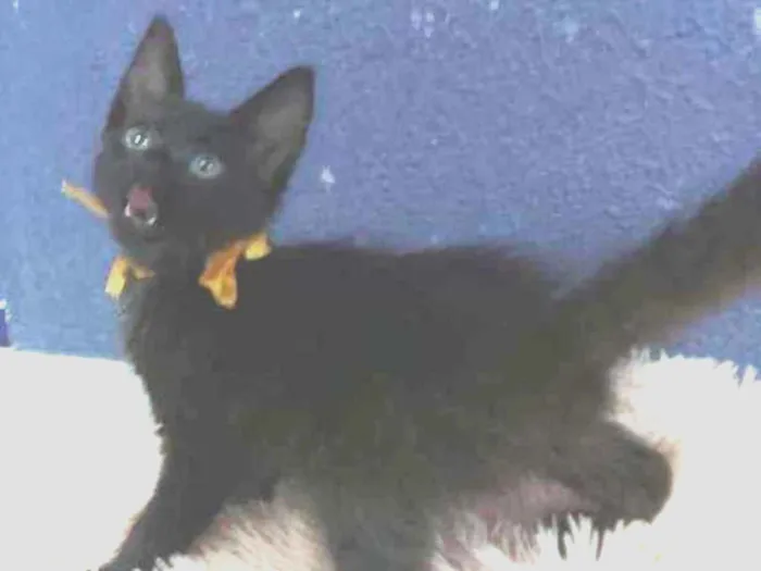 Gato raça Sem raça definida  idade 2 a 6 meses nome Turmalina 