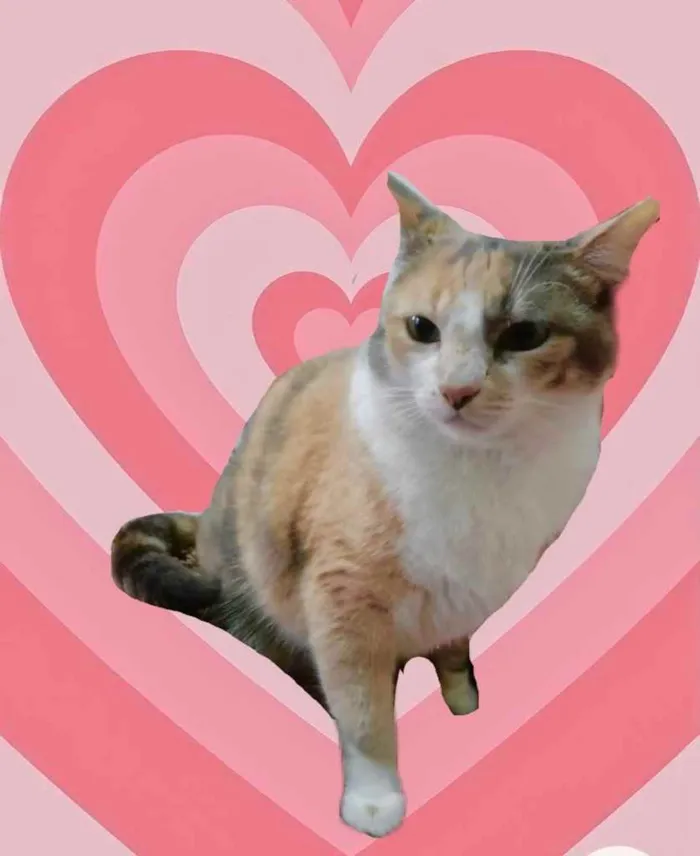 Gato raça Srd idade 1 ano nome Fumaça 