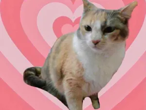 Gato raça Srd idade 1 ano nome Fumaça 