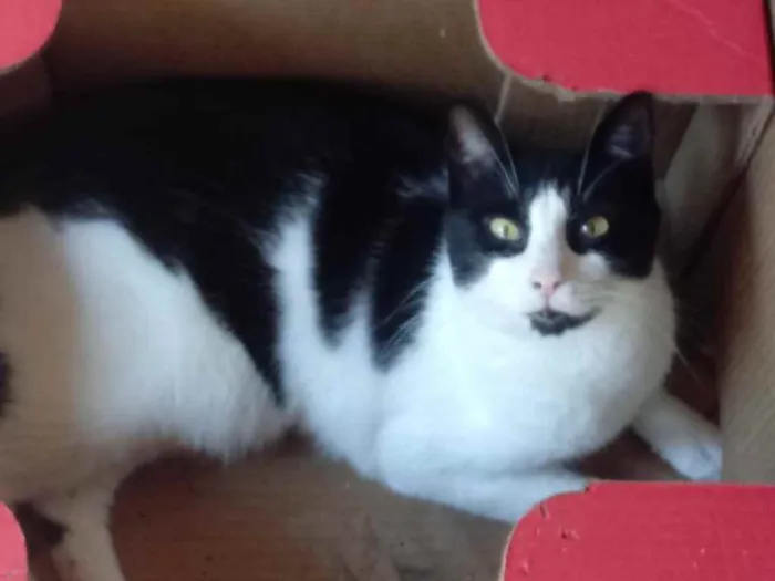 Gato raça Srd frajolinha  idade 1 ano nome Pitoco super Fofo 