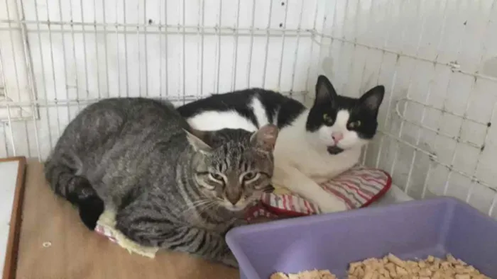 Gato raça Srd frajolinha  idade 1 ano nome Pitoco super Fofo 