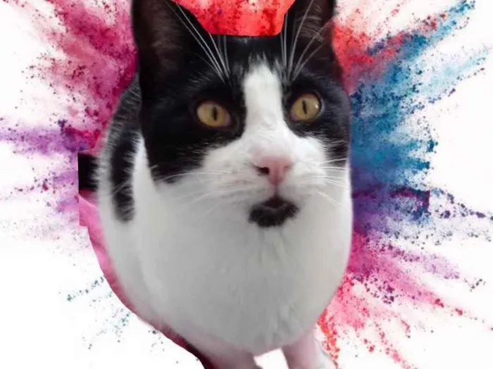 Gato raça Srd frajolinha  idade 1 ano nome Pitoco super Fofo 