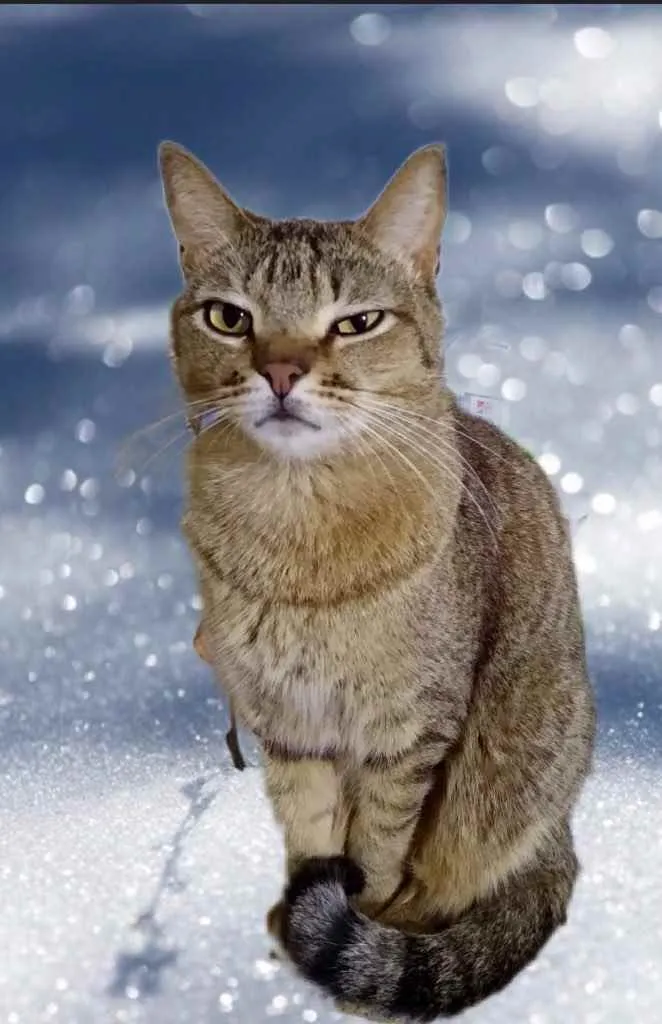 Gato raça Srd idade 1 ano nome Ruivo 