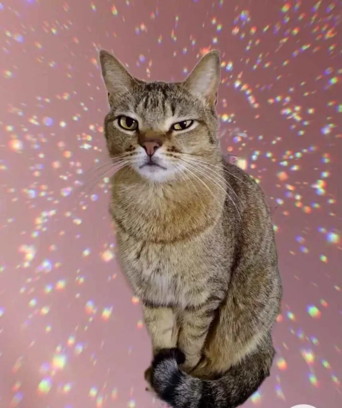 Gato raça Srd idade 1 ano nome Ruivo 