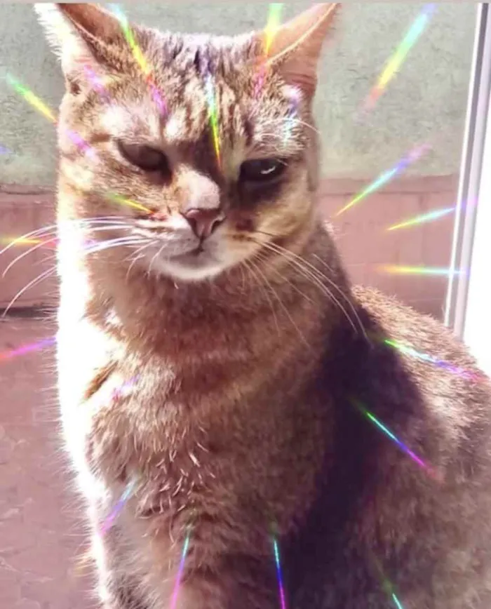 Gato raça Srd idade 1 ano nome Ruivo 