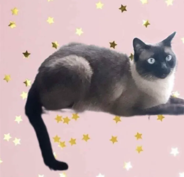 Gato raça Siamês  idade 1 ano nome Nick 