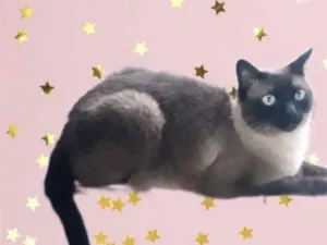 Gato raça Siamês  idade 1 ano nome Nick 