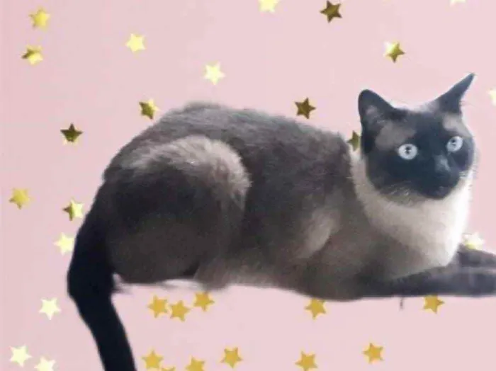 Gato raça Siamês  idade 1 ano nome Nick 
