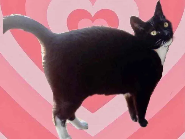 Gato raça Srd frajolinha  idade 1 ano nome Ariane 