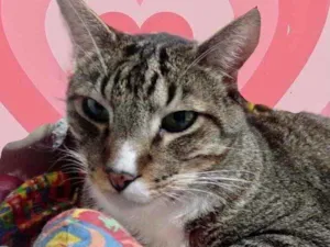Gato raça Srd  idade 1 ano nome Tigue 