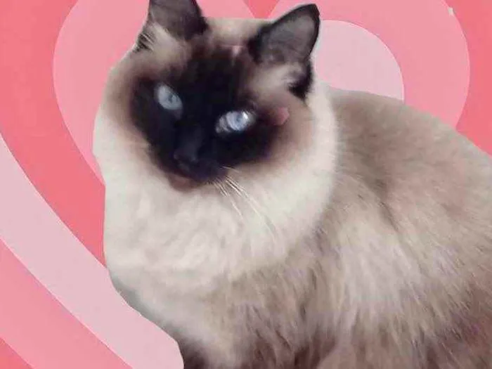 Gato raça Srd  idade 1 ano nome Gatinha 