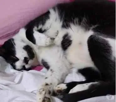 Gato raça Srd idade 2 anos nome Diego