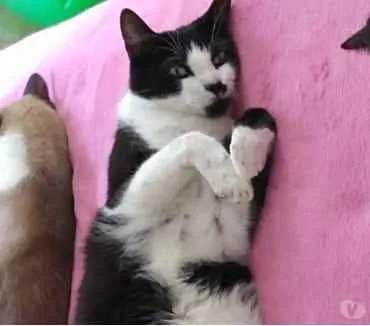 Gato raça Srd idade 2 anos nome Diego