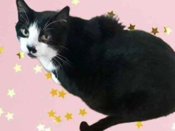 Gato raça Srd idade 2 anos nome Diego