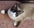Gato raça Srd  idade 1 ano nome Bolacha 