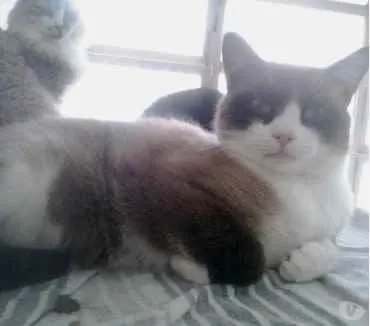 Gato raça Srd  idade 1 ano nome Bolacha 