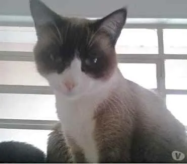 Gato raça Srd  idade 1 ano nome Bolacha 