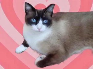 Gato raça Srd  idade 1 ano nome Bolacha 