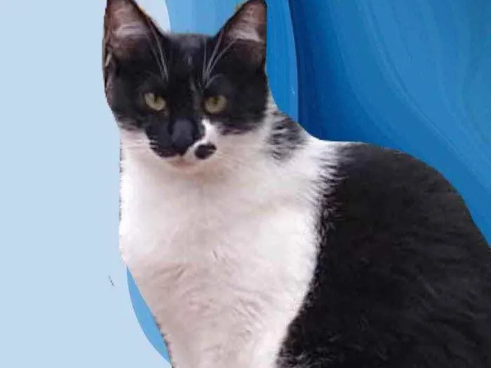 Gato raça Srd frajolinha  idade 1 ano nome Sarah 