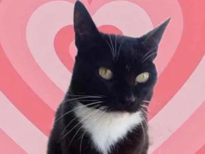 Gato raça Srd frajolinha  idade 1 ano nome Gigi 
