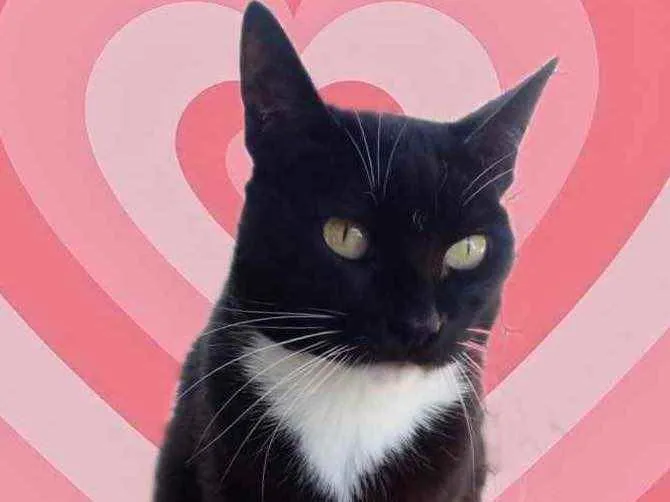 Gato raça Srd frajolinha  idade 1 ano nome Gigi 