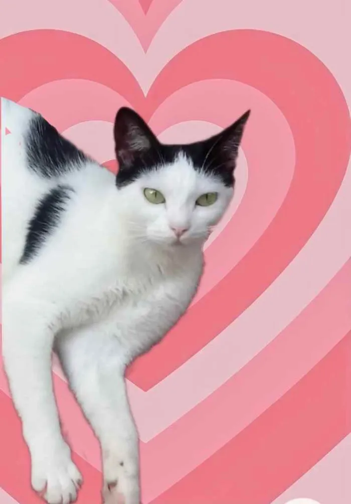 Gato raça Srd  idade 1 ano nome Cherry 