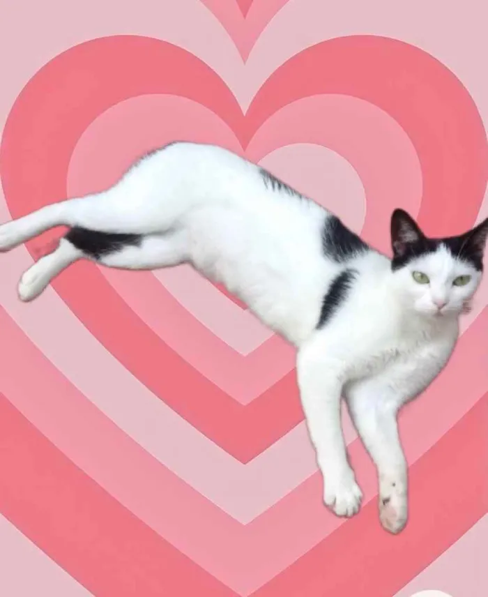 Gato raça Srd  idade 1 ano nome Cherry 