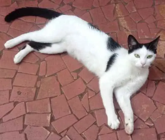 Gato raça Srd  idade 1 ano nome Cherry 