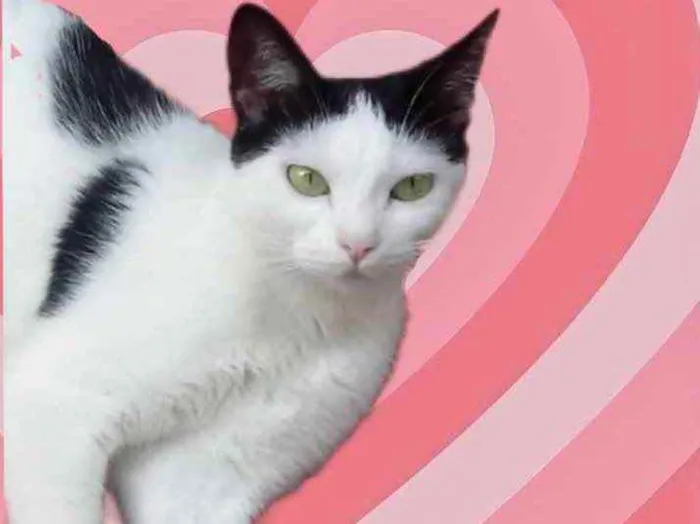 Gato raça Srd  idade 1 ano nome Cherry 