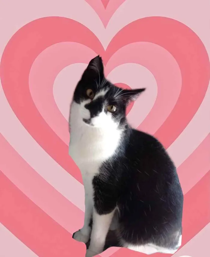 Gato raça Srd frajolinha  idade 1 ano nome Linguiça 