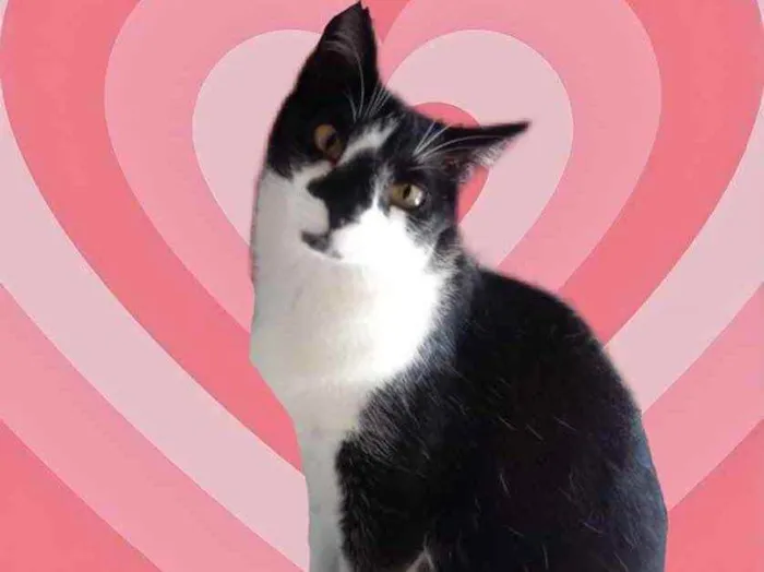 Gato raça Srd frajolinha  idade 1 ano nome Linguiça 