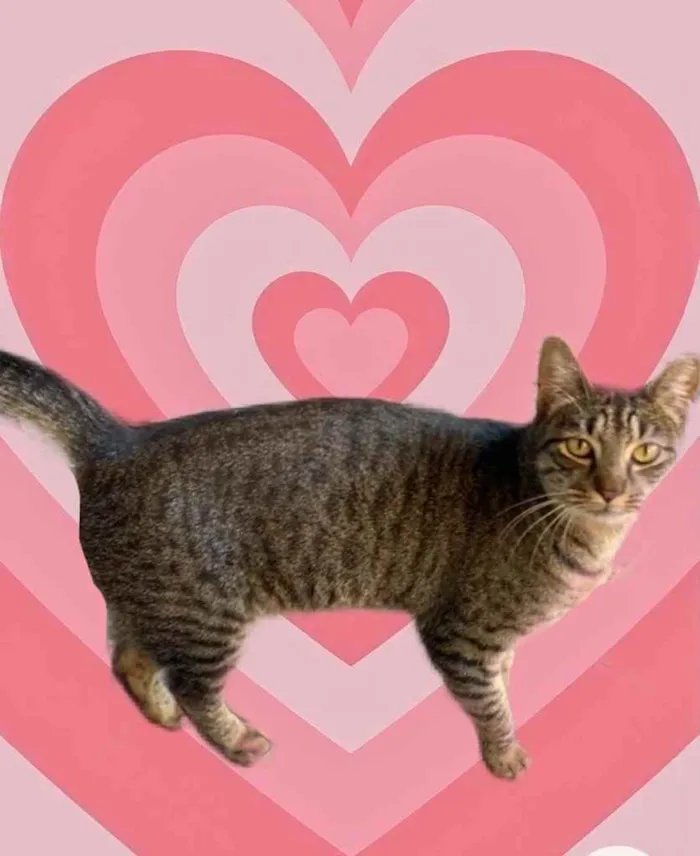 Gato raça Srd  idade 1 ano nome Gucci 