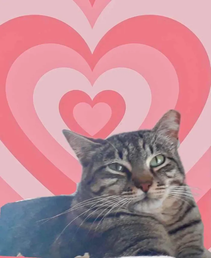 Gato raça Srd idade 1 ano nome Giorgio Armani 