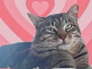 Gato raça Srd idade 1 ano nome Giorgio Armani 