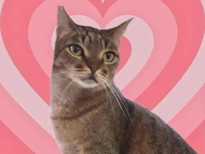 Gato raça Srd idade 1 ano nome Ruivo 